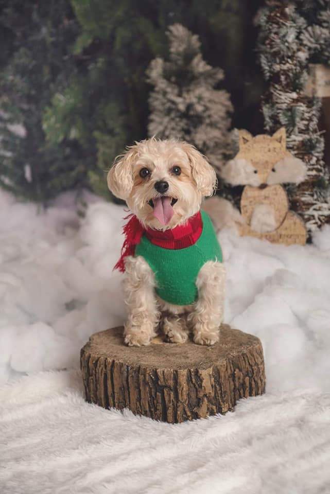 Kate Christmas Trees Farm Snow Backdrop for Photography Designed by Jenna Onyia - Kate Backdrop AU