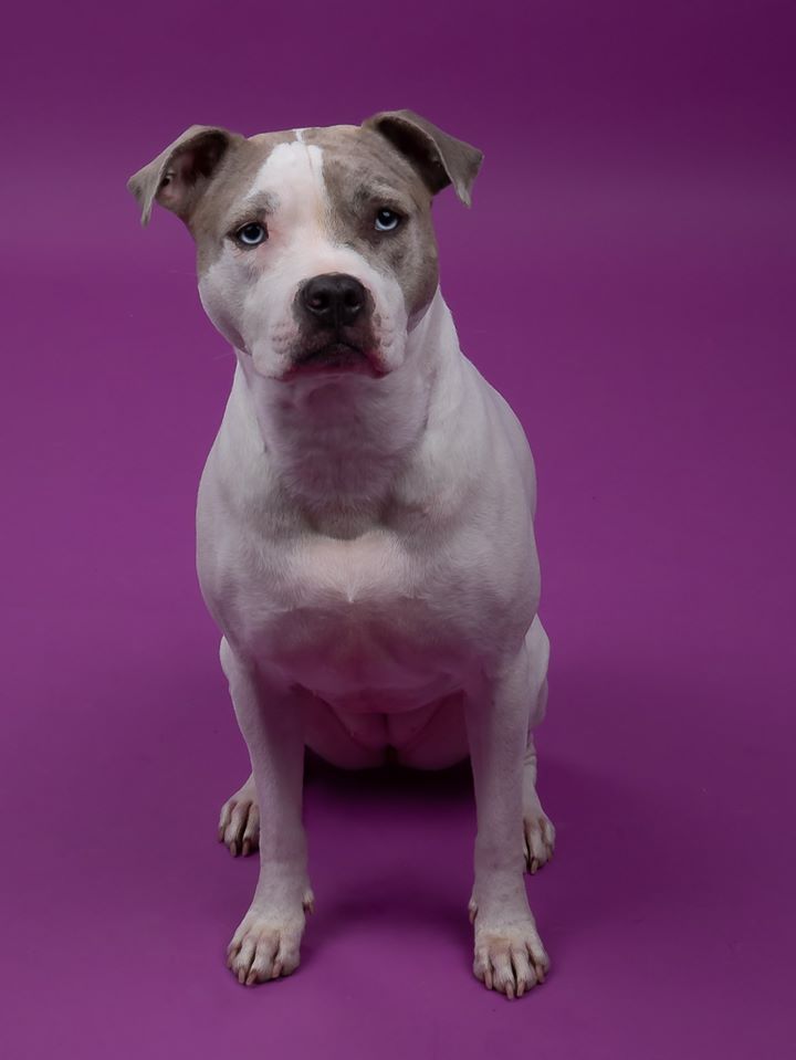 Kate Purple Solid Cloth Photography Fabric Backdrop - Kate Backdrop AU