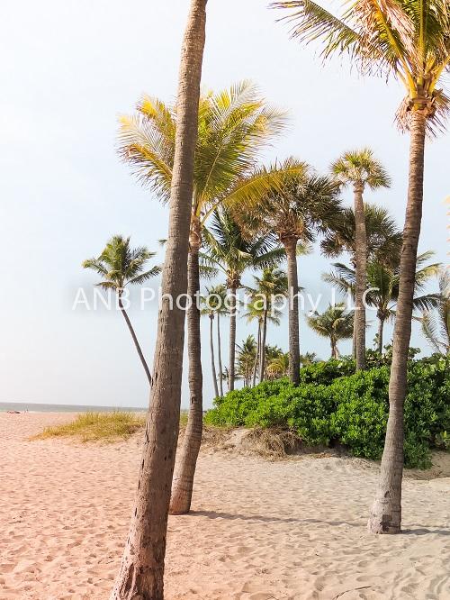 Kate Summer Backdrop Hawaii Beach for Photography Designed By Alisha Byrem - Kate Backdrop AU