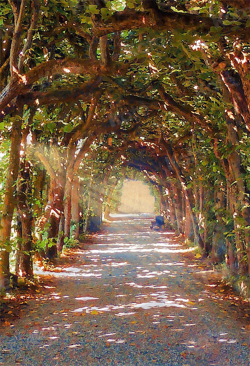 Kate Shaded Path Sunlight Backdrop for Photography - Kate Backdrop AU