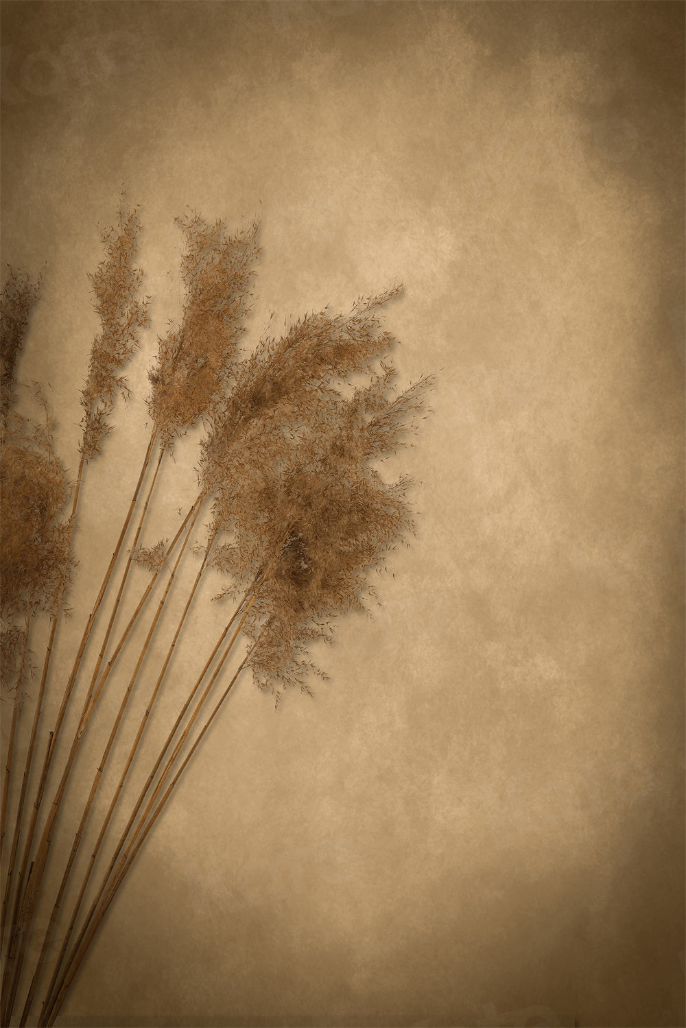 Kate Reed Beige Backdrop for Photography - Kate Backdrop AU