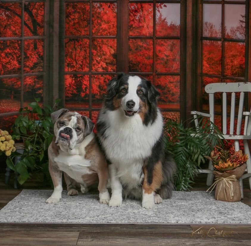 Kate Autumn Fallen Leaves Backdrop Window for Photography - Kate Backdrop AU
