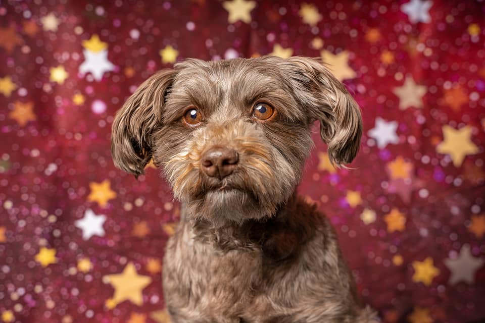 Kate Christmas Star Red Backdrop Designed by Chain Photography - Kate Backdrop AU