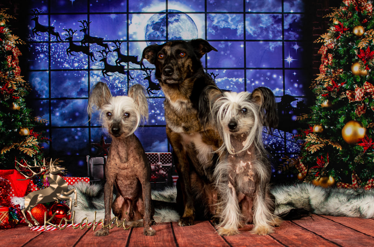 Kate Christmas Windows Sleigh Backdrop Elk for Photography - Kate Backdrop AU