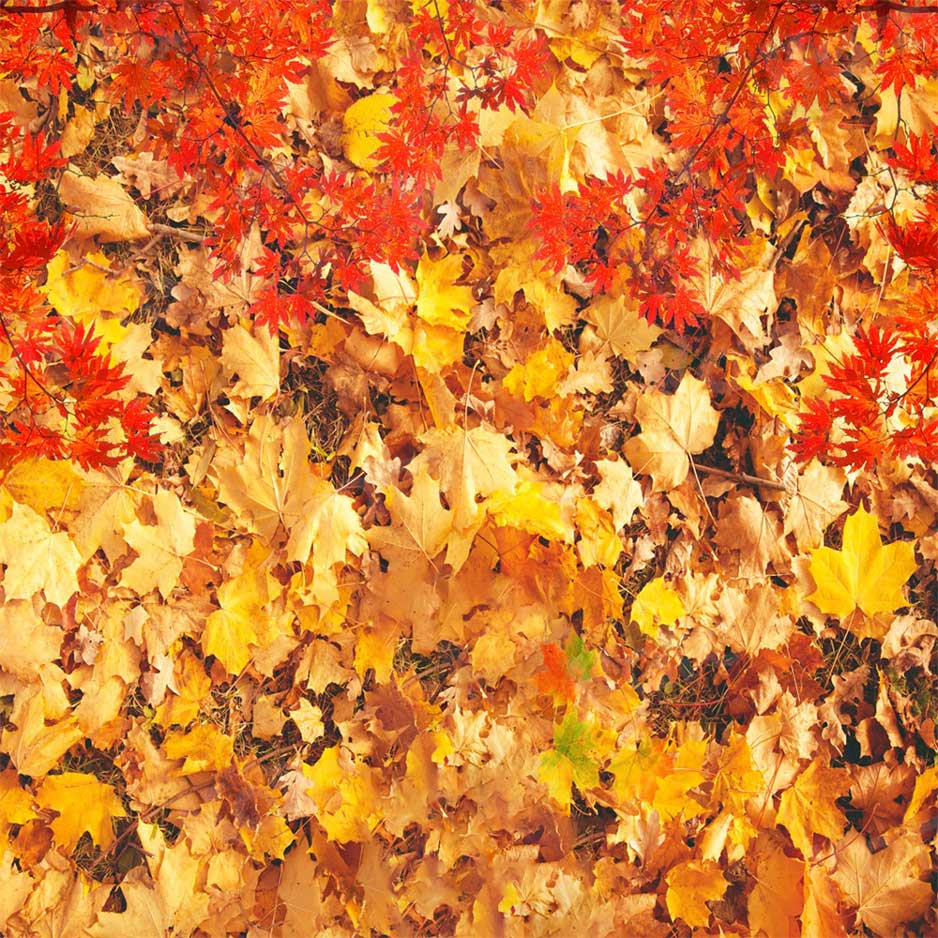Kate Autumn Maple Leaf Backdrop for Photography - Kate Backdrop AU