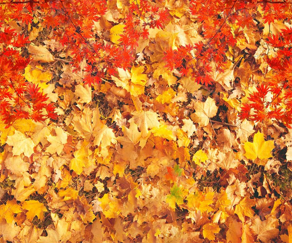 Kate Autumn Maple Leaf Backdrop for Photography - Kate Backdrop AU