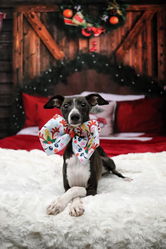Kate Chalet Christmas Backdrop Barn Door Bed Red Pillow for Photography - Kate Backdrop AU