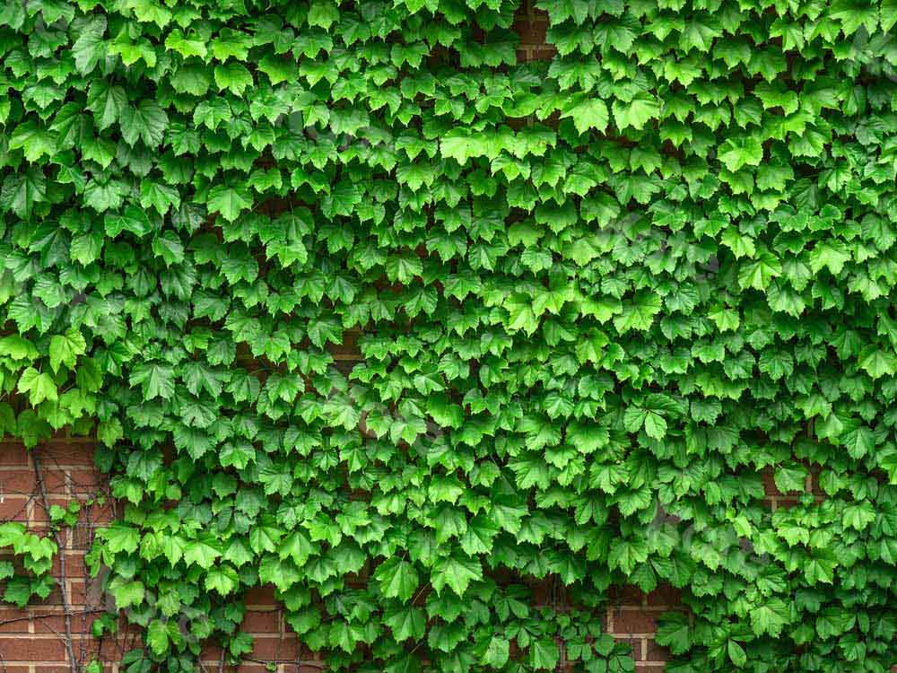 Kate Street View Vine Backdrop Brick Wall Designed by Chain Photography - Kate Backdrop AU