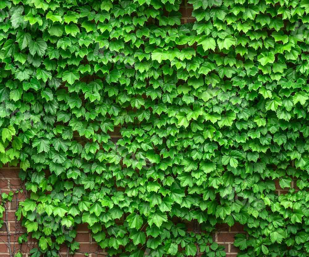 Kate Street View Vine Backdrop Brick Wall Designed by Chain Photography - Kate Backdrop AU