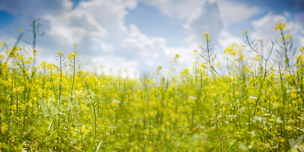 Kate Spring Plant Flower Backdrop Rapeseed Designed by Emetselch - Kate Backdrop AU