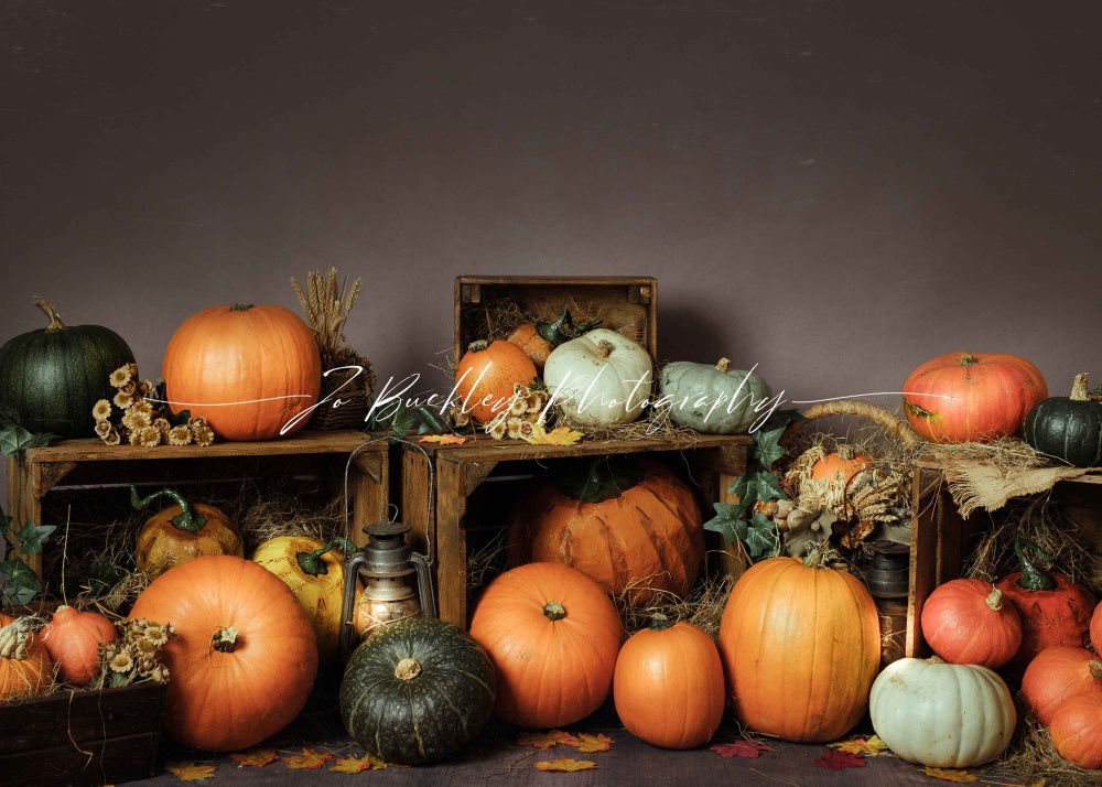 Kate Pumpkin Patch Backdrop Autumn Designed by Jo Buckley Photography - Kate Backdrop AU