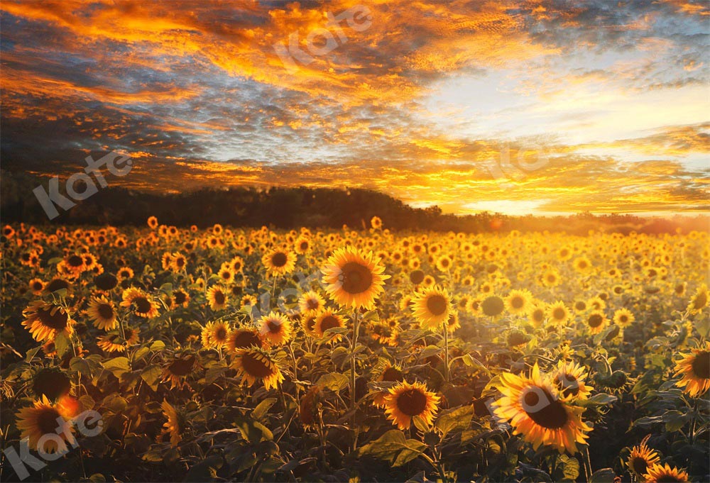 Kate Sunflower Backdrop Autumn Outdoor Designed by Chain Photography - Kate Backdrop AU