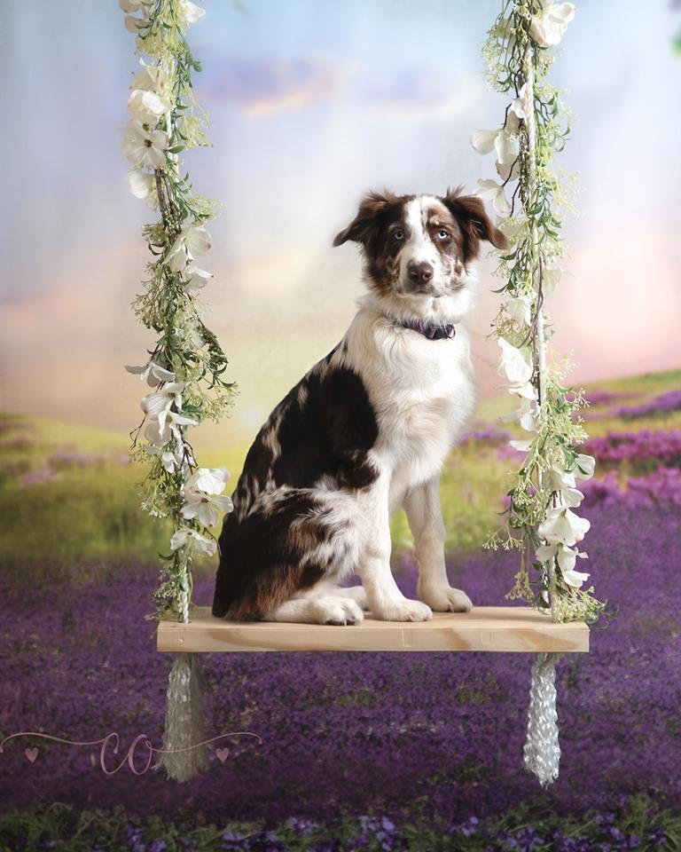 Kate Outdoor Purple Flowers Scenery Lavender Backdrop - Kate Backdrop AU