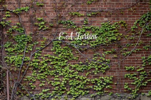 Kate Brick Lvy Wall Backdrop for Photography Designed By Erin Larkins - Kate Backdrop AU