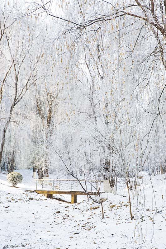 Kate Winter Snow Scene Grove Backdrop Designed by Emetselch - Kate Backdrop AU