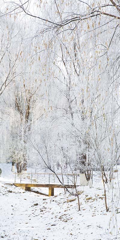 Kate Winter Snow Scene Grove Backdrop Designed by Emetselch - Kate Backdrop AU