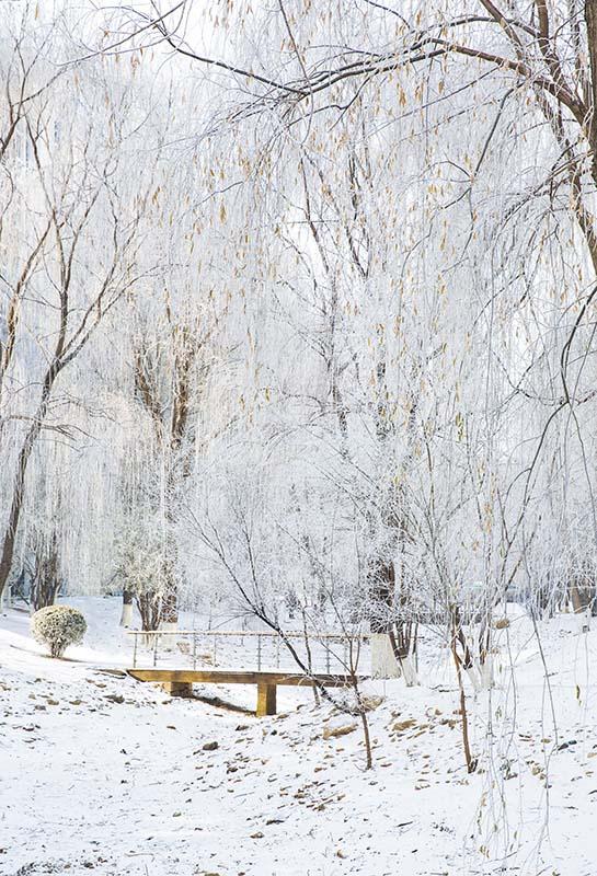 Kate Winter Snow Scene Grove Backdrop Designed by Emetselch - Kate Backdrop AU