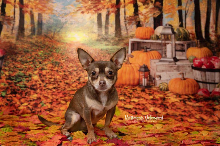 Kate Autumn Leaf Thanksgiving with Pumpkins Backdrop Designed By Jerry_Sina - Kate Backdrop AU
