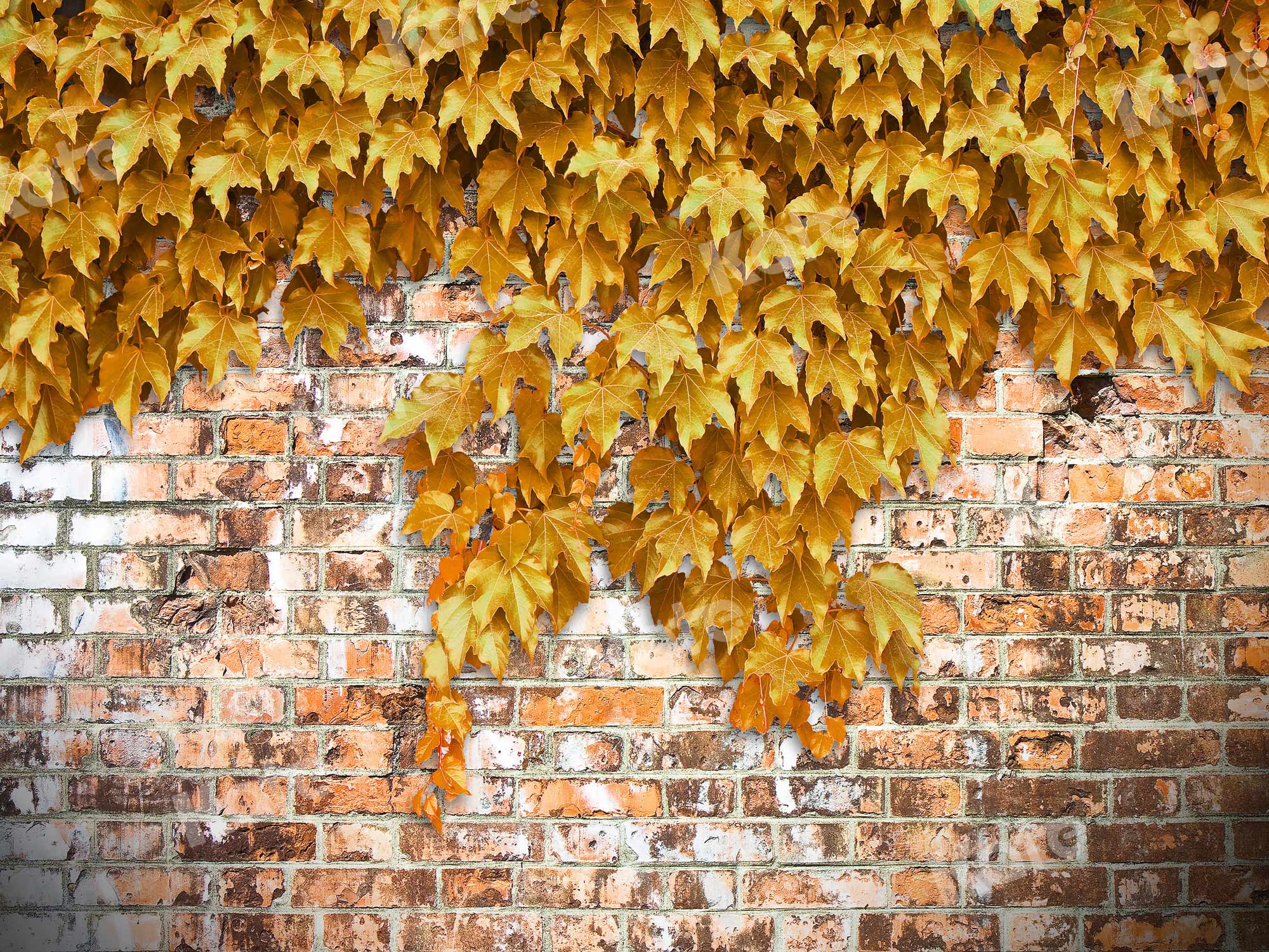 Kate Fall Backdrop Brick Wall With Yellow Creepers Designed By JS Photography - Kate Backdrop AU
