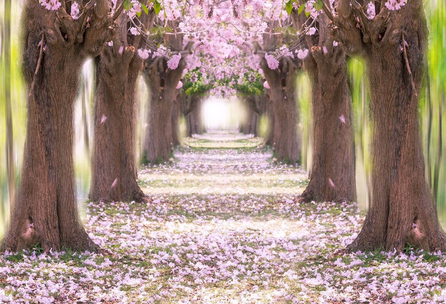Kate Pink Flower Path Backdrop for Wedding Backdrop Spring - Kate Backdrop AU