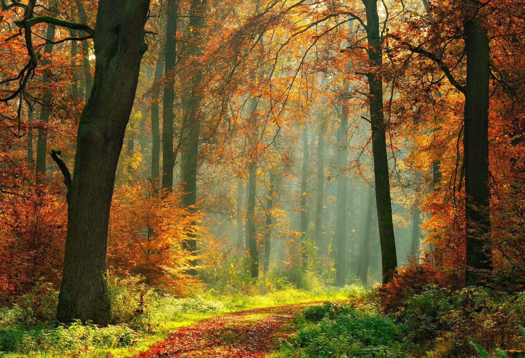 Kate Autumn Forest With Maple And Green Grass for Photography - Kate Backdrop AU