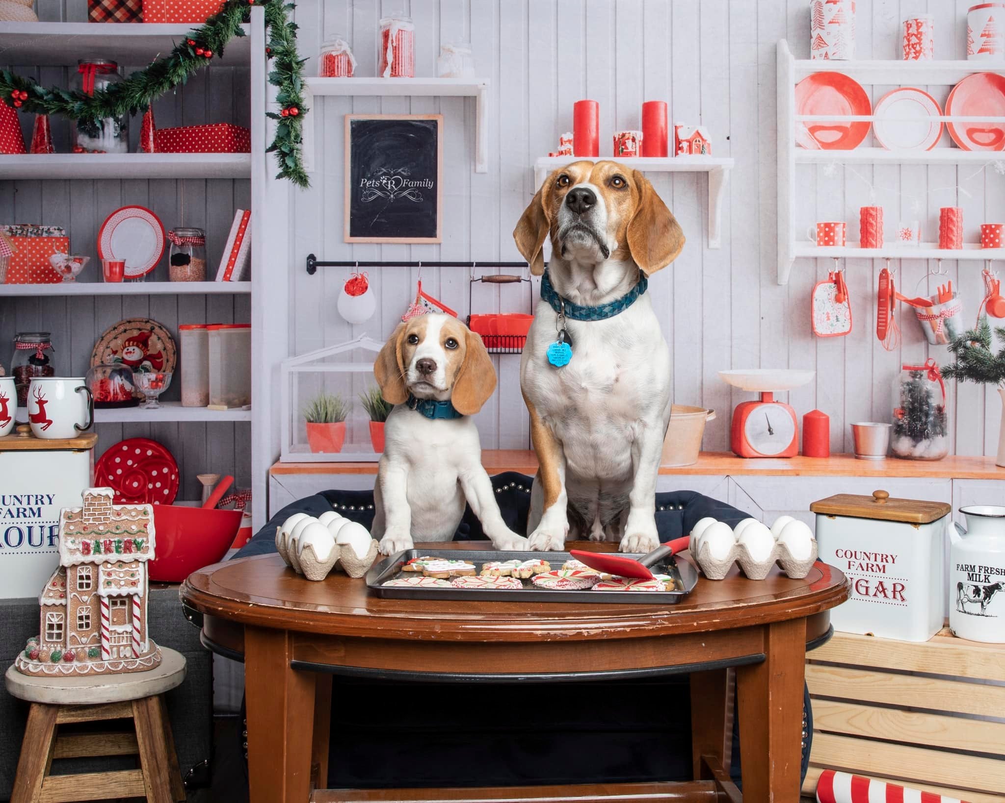 Kate Christmas Kitchen Backdrop White Wall for Photography - Kate Backdrop AU