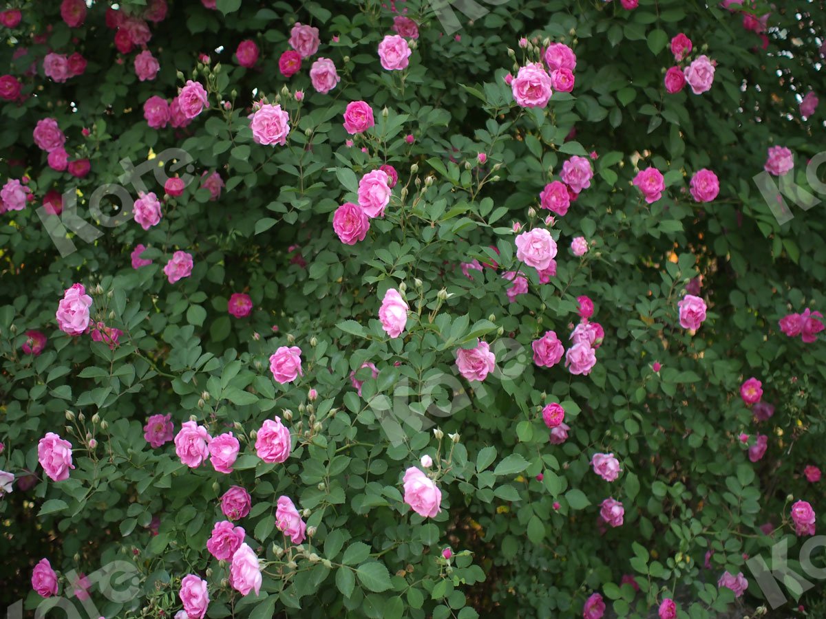 Kate Rose Garden Backdrop Designed by Jia Chan Photography - Kate Backdrop AU
