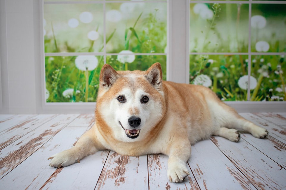 Kate Window Backdrop Spring Garden Designed by Emetselch - Kate Backdrop AU