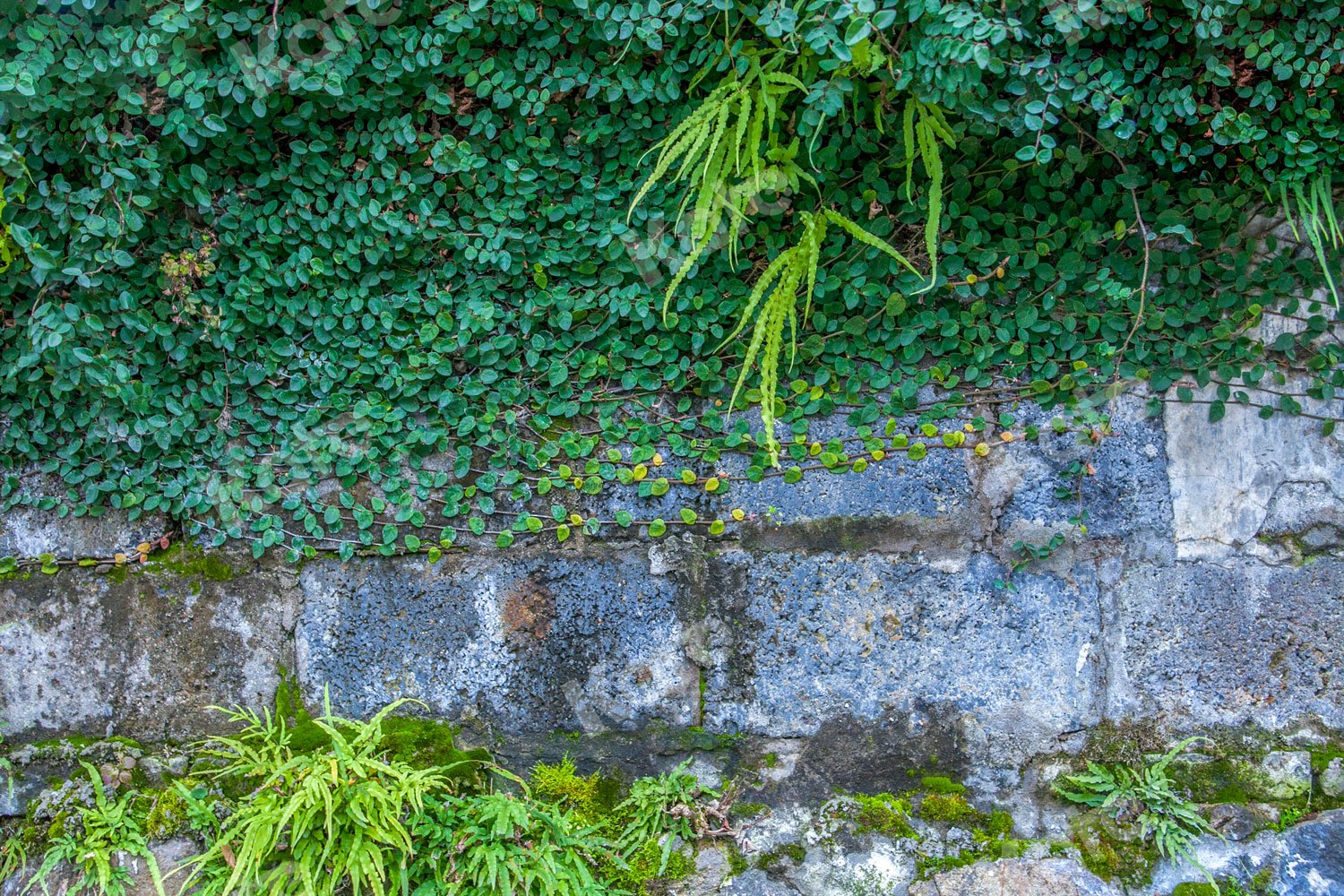 Kate Garden Green Vine Wall Backdrop Designed by Jia Chan Photography - Kate Backdrop AU