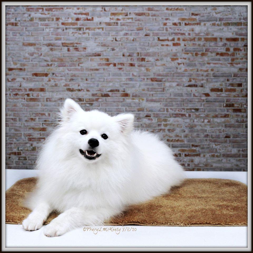 Kate Vintage Brick Backdrop Grey for Portrait Designed by Jia Chan Photography - Kate Backdrop AU