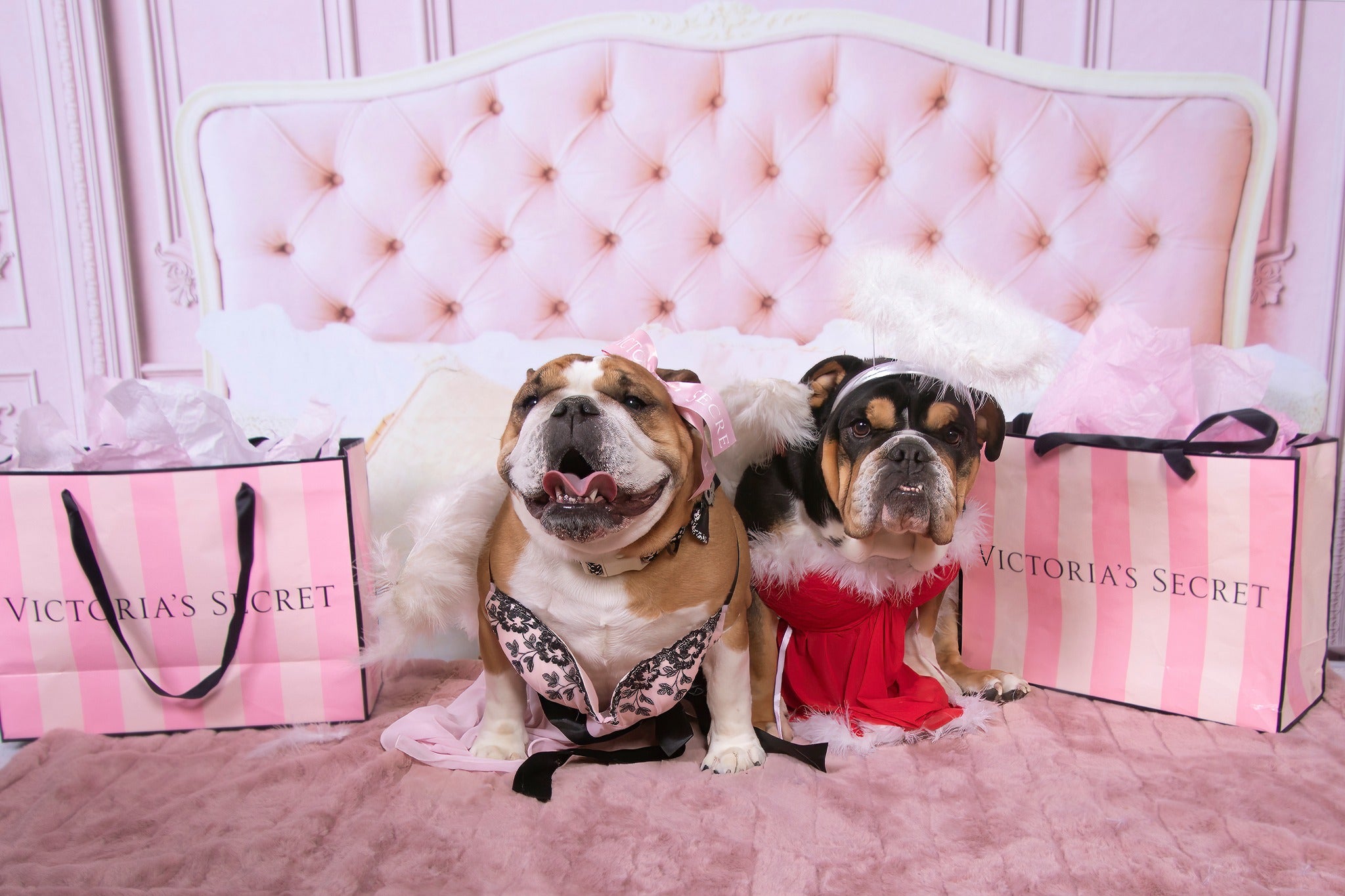 Kate Boudoir Pink Headboard Pink Wall Backdrop Designed by Chain Photography - Kate Backdrop AU