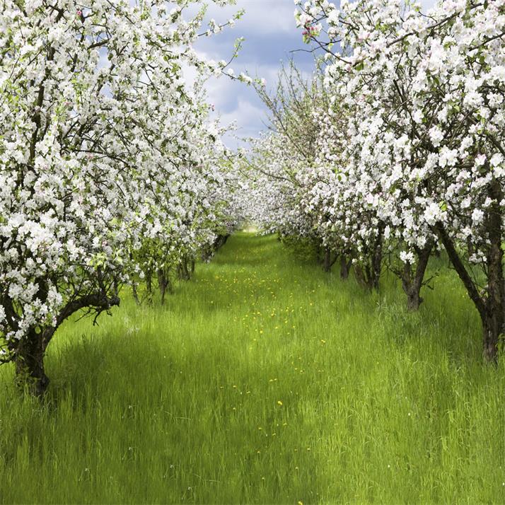 Kate White Floral Tree Sea Background Green Grassland - Kate Backdrop AU