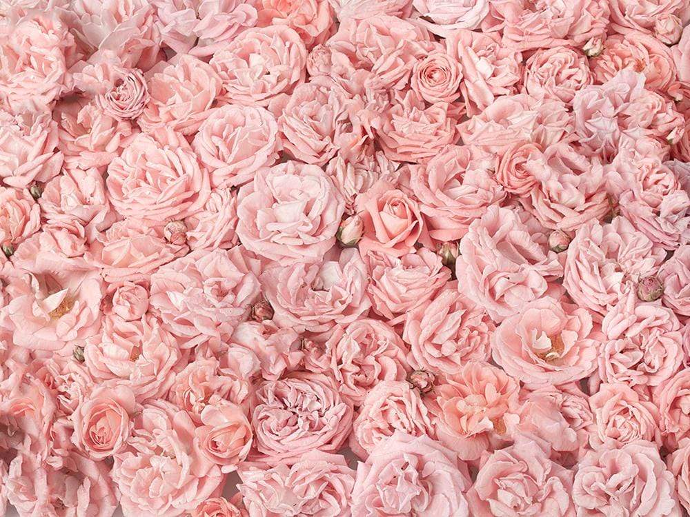 Kate Pink Rose Floral Backdrop Wedding Photography Backgrounds Photo Photography Studio Props - Kate Backdrop AU