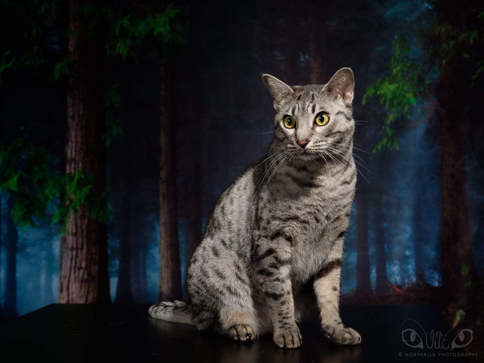 Kate Green Magic Forest Easter Spring Backdrop photography - katebackdrop AU