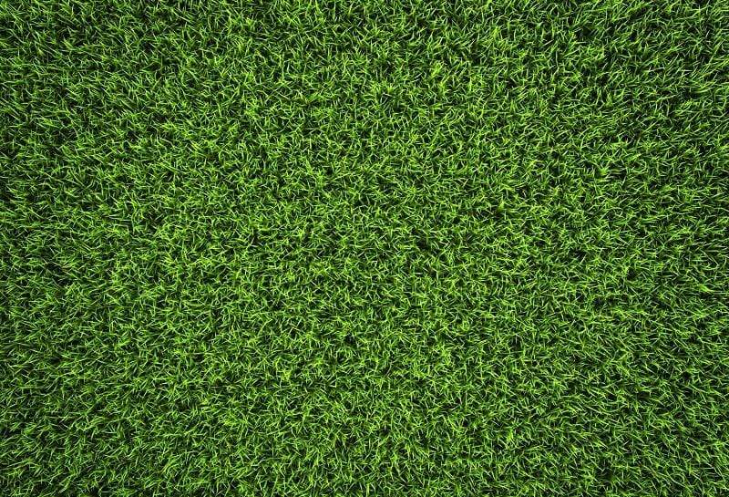 Kate Green Grass Backdrop Background Photos outside - Kate Backdrop AU