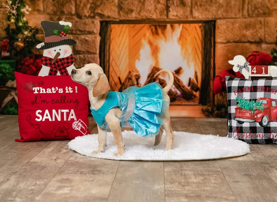 Kate Christmas Red Socks with Fireplace Backdrop for Photography - Kate Backdrop AU