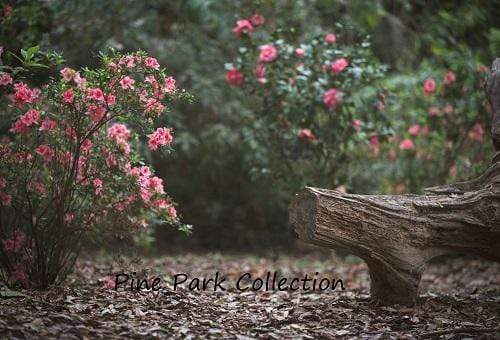 Kate Garden with log bench spring Backdrop for Photography Designed by Pine Park Collection - Kate Backdrop AU