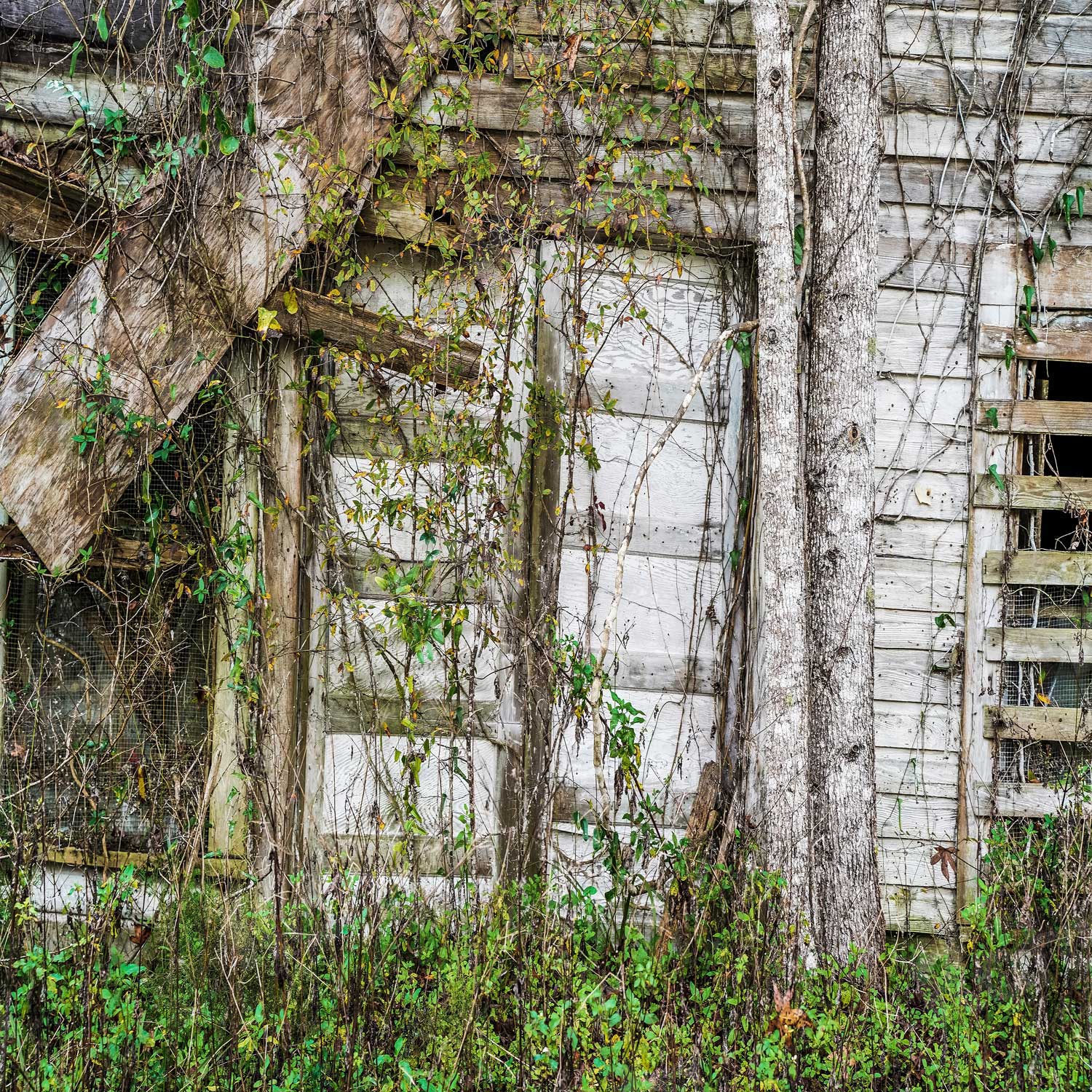 Kate Overgrown Doors Greenery Backdrop Designed by Arica Kirby - Kate Backdrop AU