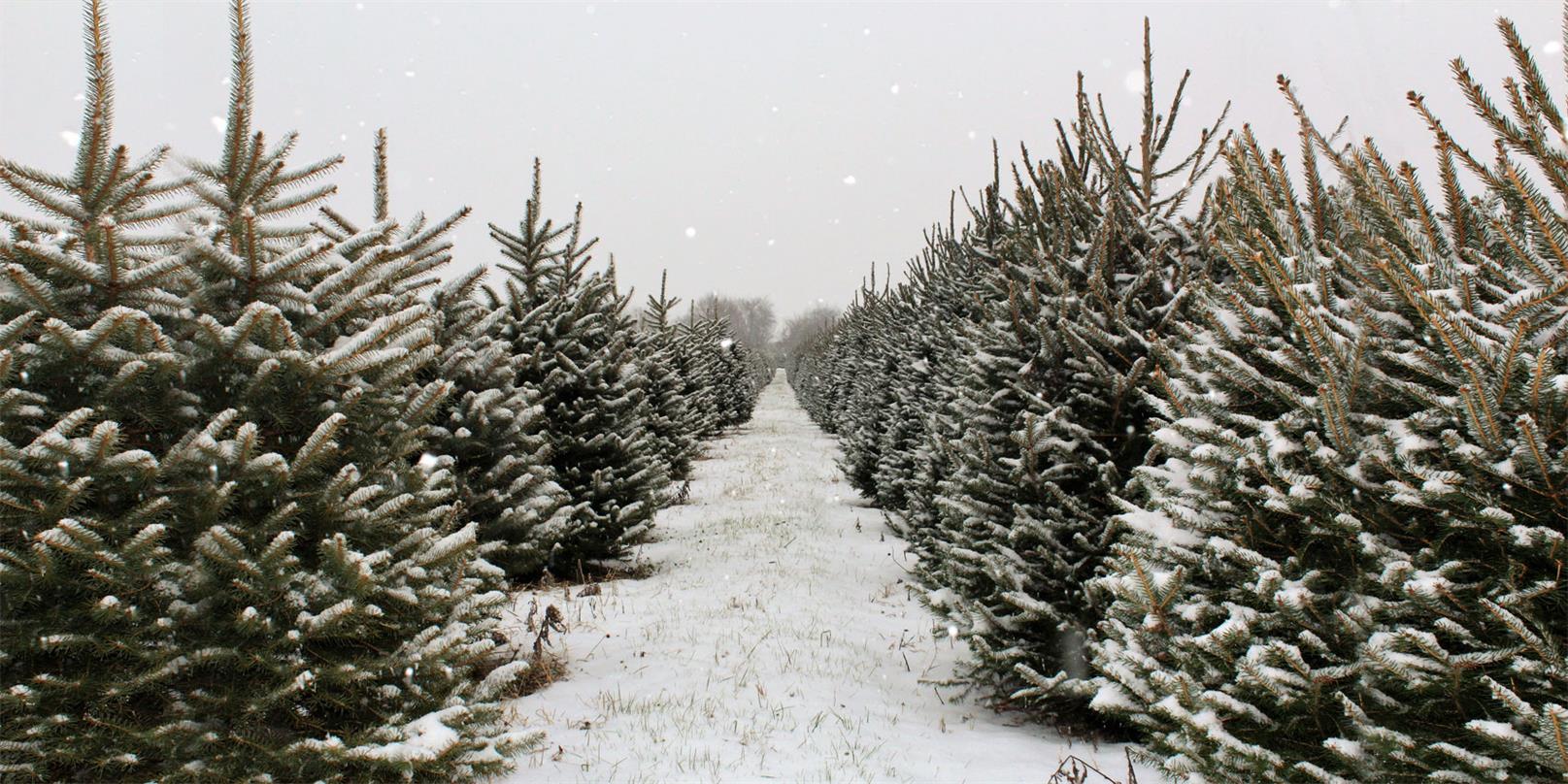 Kate Christmas Pines Tree Farm Path Backdrop for Photography - Kate Backdrop AU