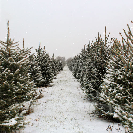 Kate Christmas Pines Tree Farm Path Backdrop for Photography - Kate Backdrop AU