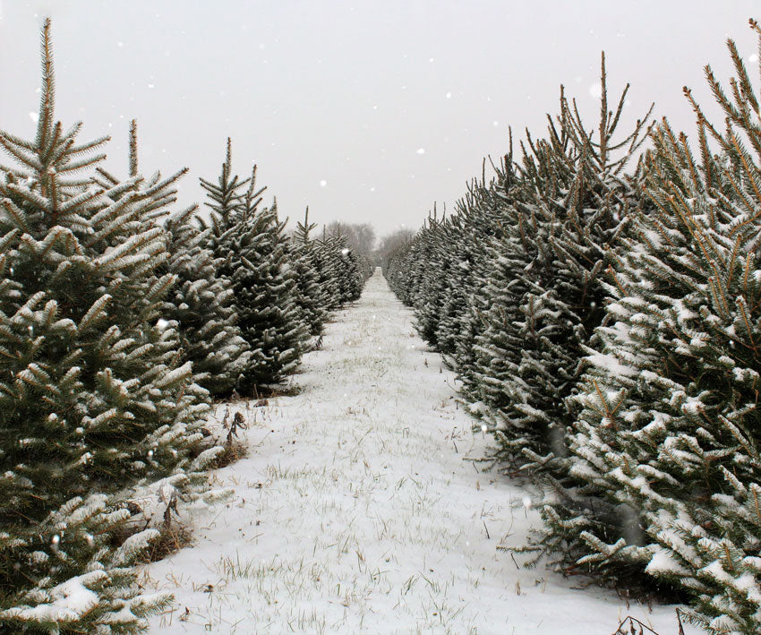 Kate Christmas Pines Tree Farm Path Backdrop for Photography - Kate Backdrop AU