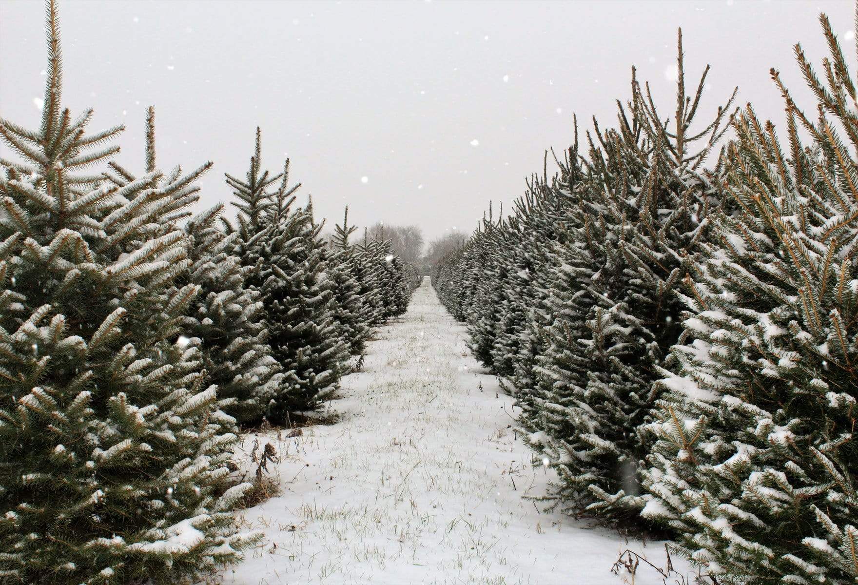 Kate Christmas Pines Tree Farm Path Backdrop for Photography - Kate Backdrop AU