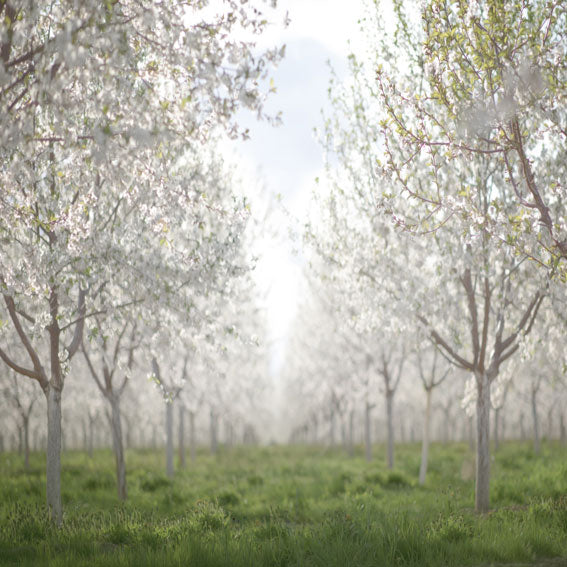 Kate Spring Orchard in White Backdrop for Photography Designed by Lisa Granden - Kate Backdrop AU