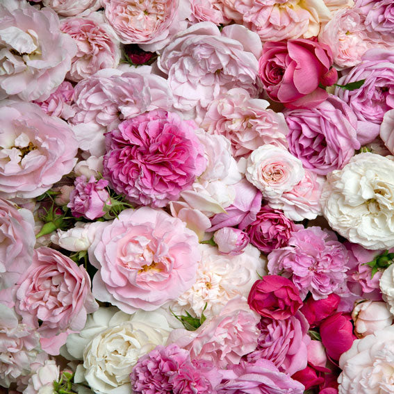 Kate Red And Pink Flower Colored Floral Valentine's Day Backdrop Children - Kate Backdrop AU