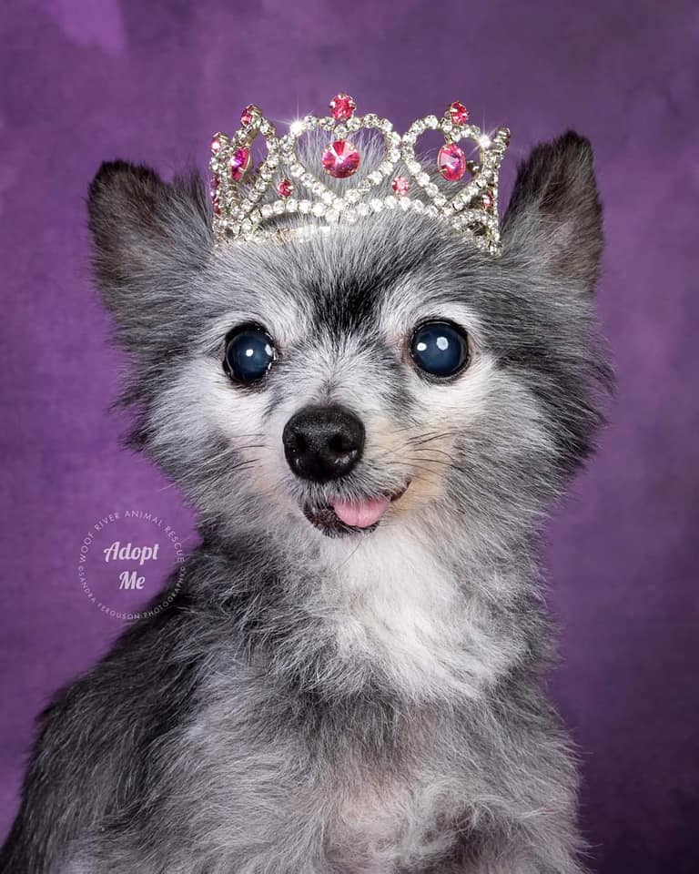 Kate Abstract Orchid Purple Textured Backdrop Designed By Pine Park Collection - Kate Backdrop AU