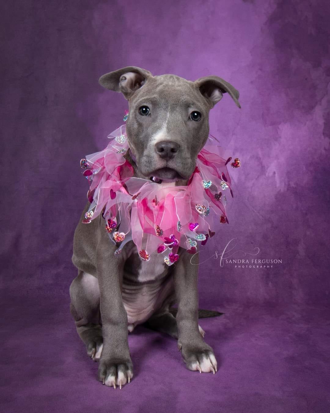 Kate Abstract Orchid Purple Textured Backdrop Designed By Pine Park Collection - Kate Backdrop AU