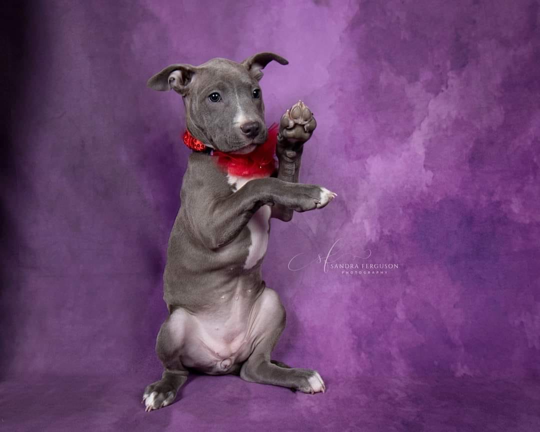 Kate Abstract Orchid Purple Textured Backdrop Designed By Pine Park Collection - Kate Backdrop AU