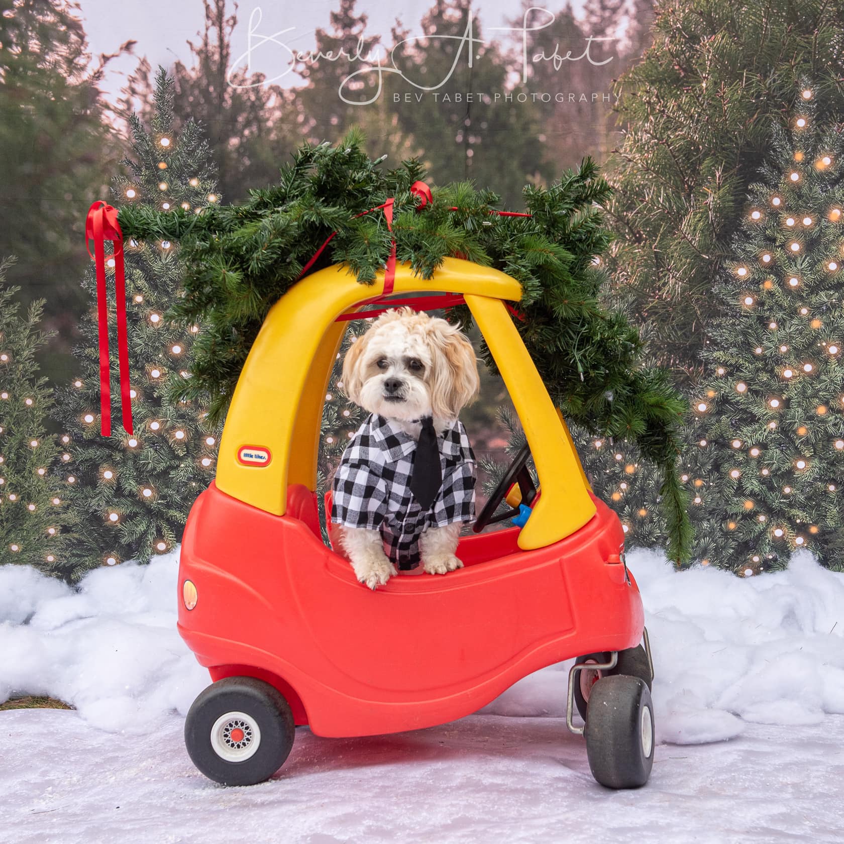 Kate Christmas Trees Backdrop Forest for Photography - Kate Backdrop AU