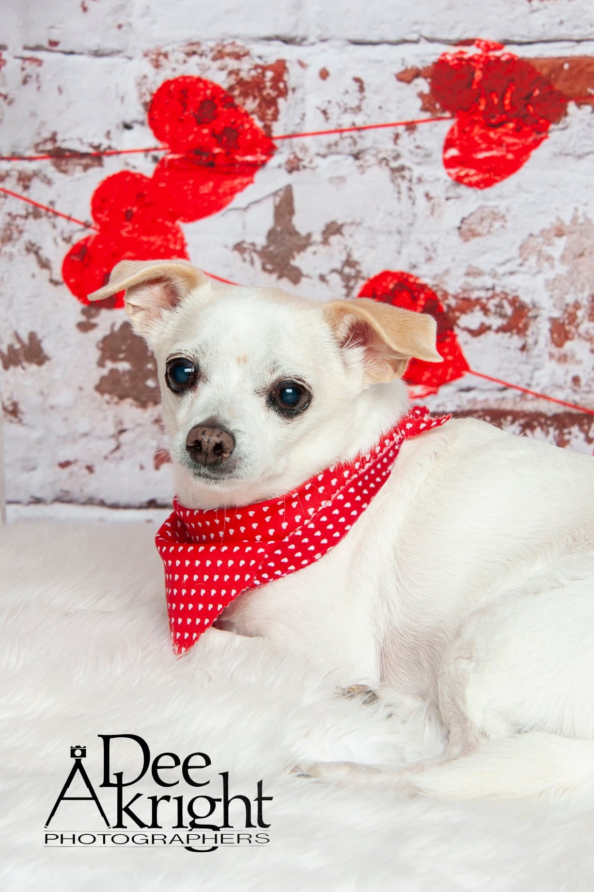 Kate white brick wall with red hearts Valentine's Day Backdrop for Photography designed by Jerry_Sina - Kate Backdrop AU