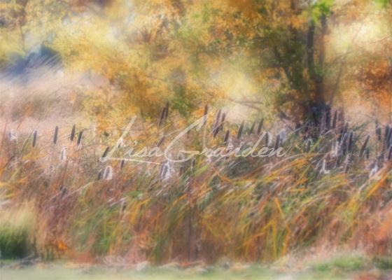 Katebackdrop¡êoKate Fine Art Cattails Backdrop for Photography Designed by Lisa Granden